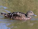 African Black Duck (WWT Slimbridge March 2014) - pic by Nigel Key